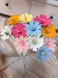 Lewisia